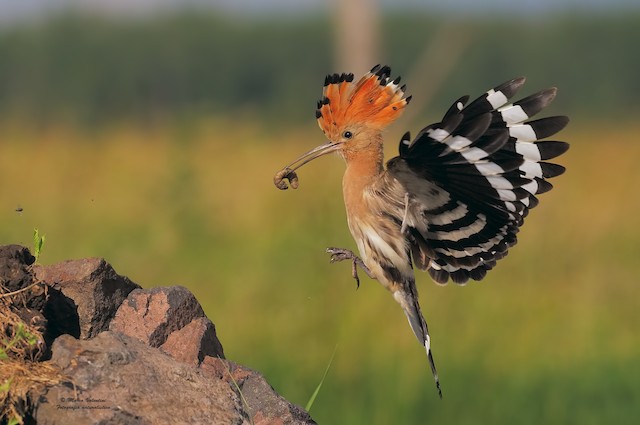 Bird (nominate <em class="SciName notranslate">epops</em>) on Breeding Grounds. - Eurasian Hoopoe - 