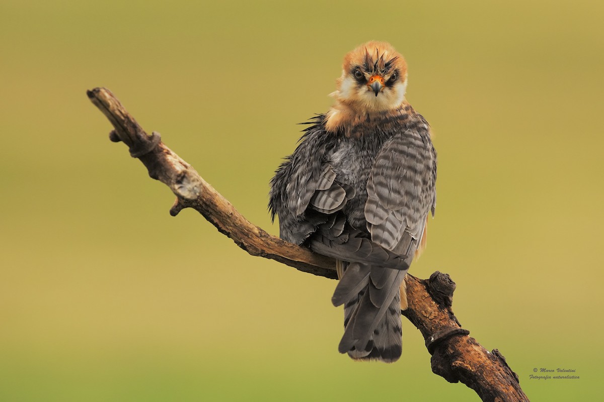 Red-footed Falcon - ML204560371