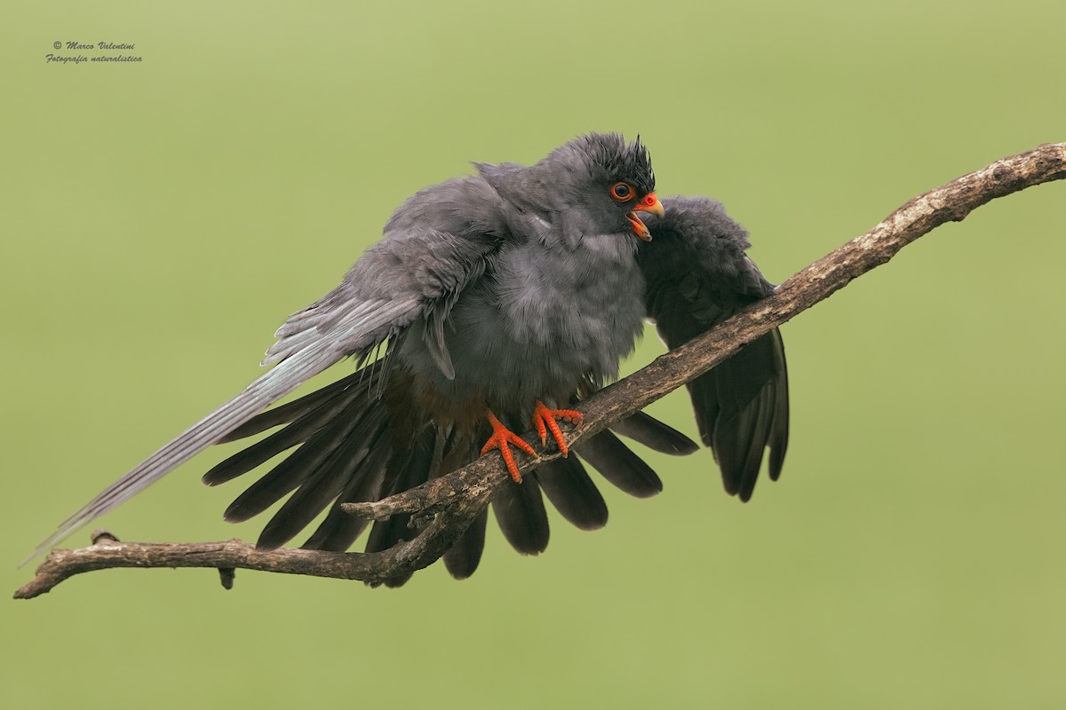 Red-footed Falcon - ML204560381