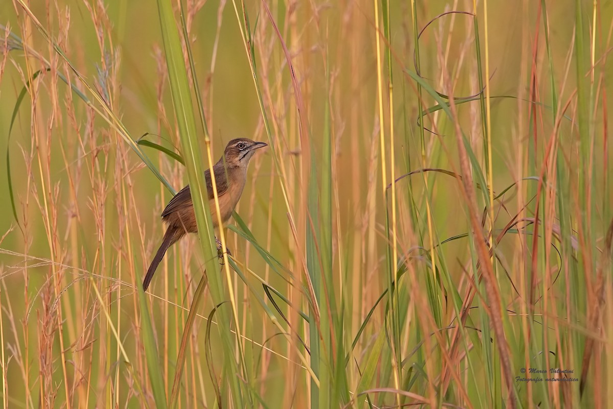 Moustached Grass-Warbler - ML204560561