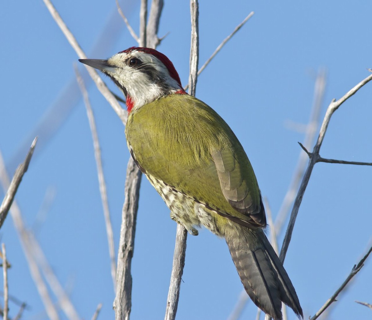 Cuban Green Woodpecker - Ken Havard