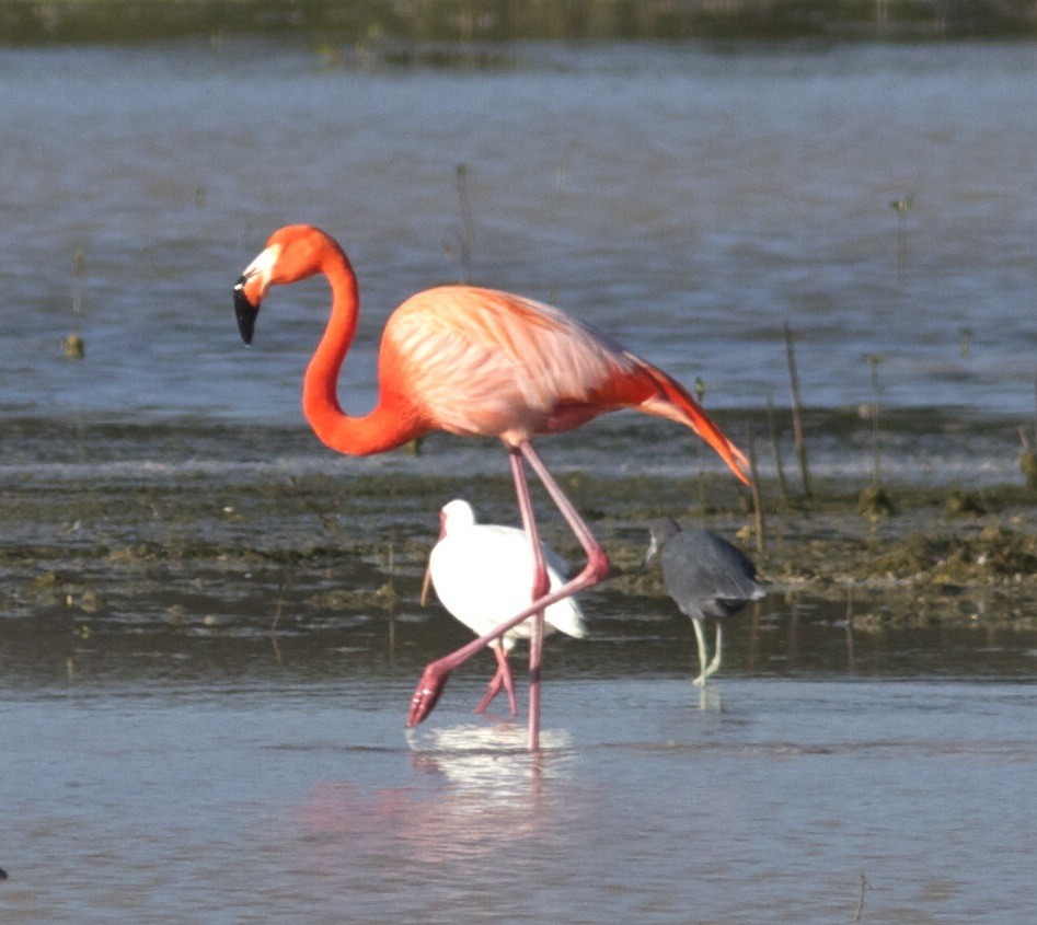 American Flamingo - ML204560841