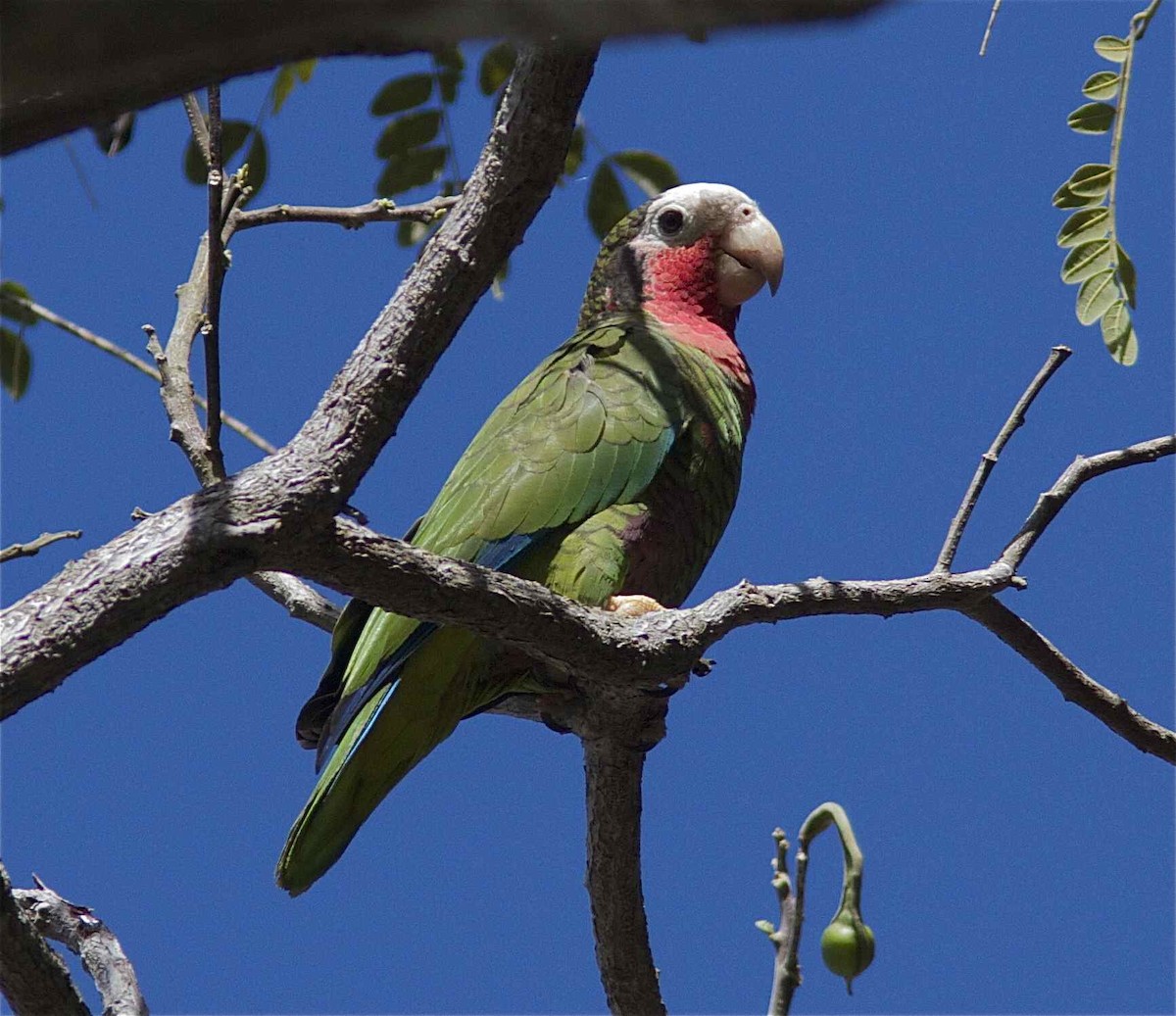 Cuban Parrot (Cuban) - ML204560951