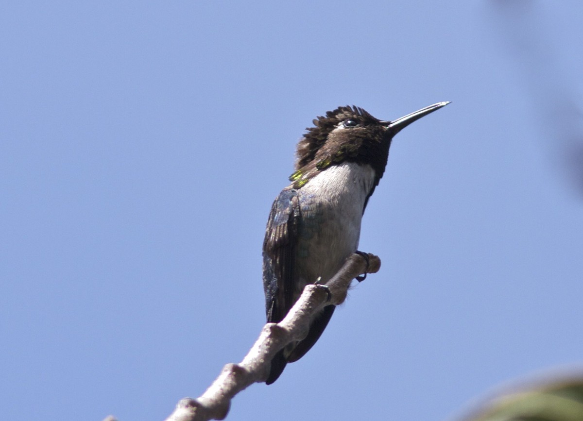 Bee Hummingbird - ML204561071