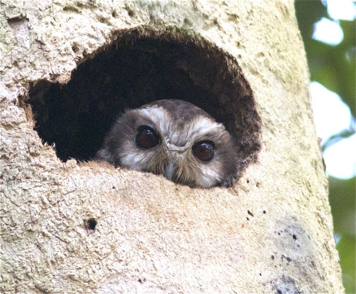 Bare-legged Owl - Ken Havard