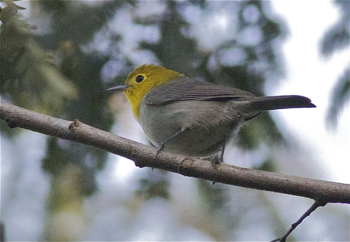 Yellow-headed Warbler - Ken Havard