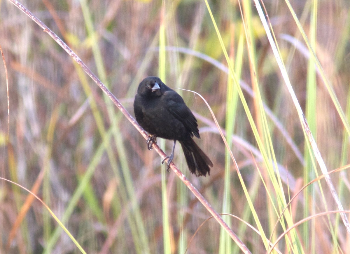 Red-shouldered Blackbird - Ken Havard