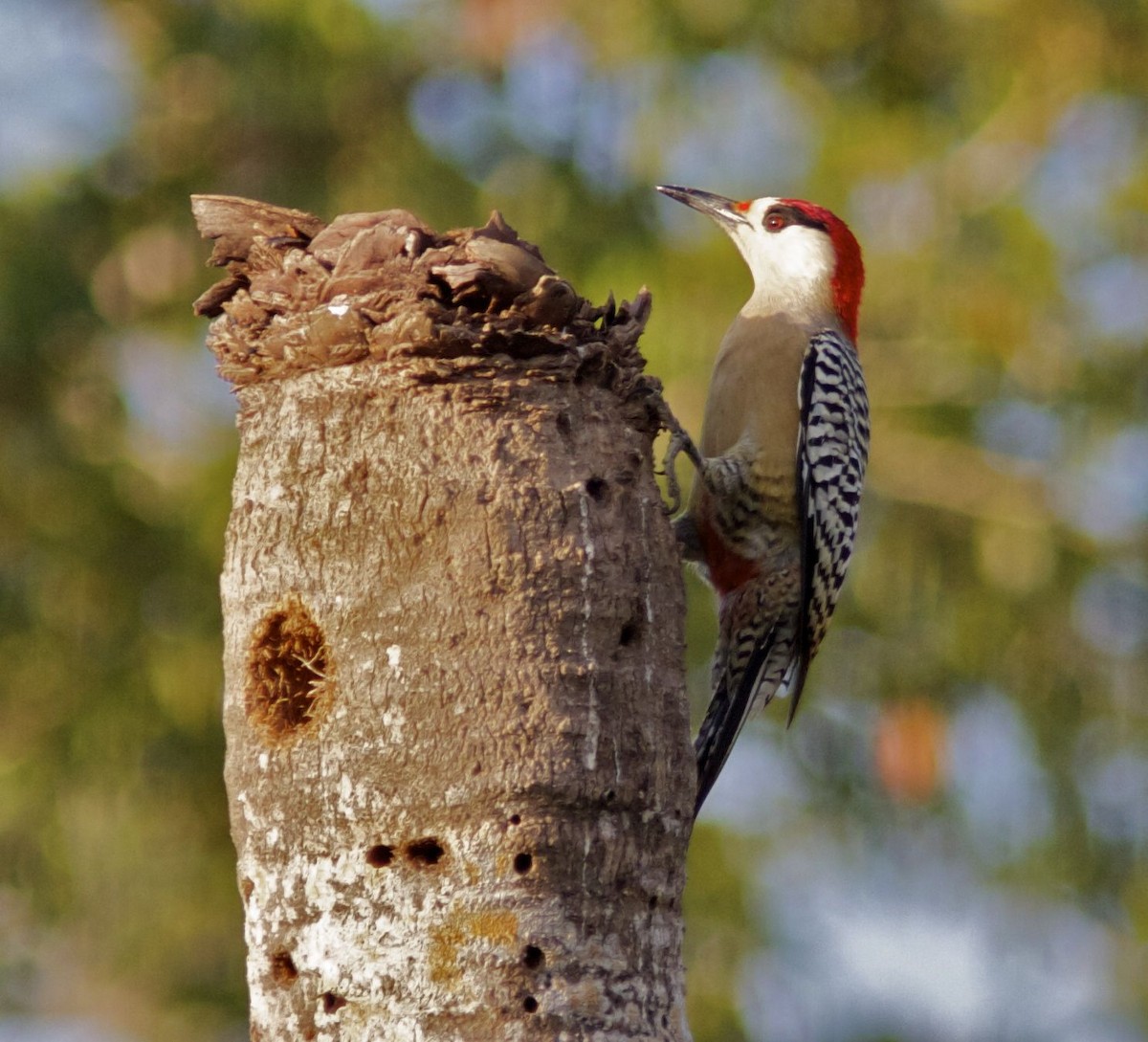 West Indian Woodpecker - Ken Havard