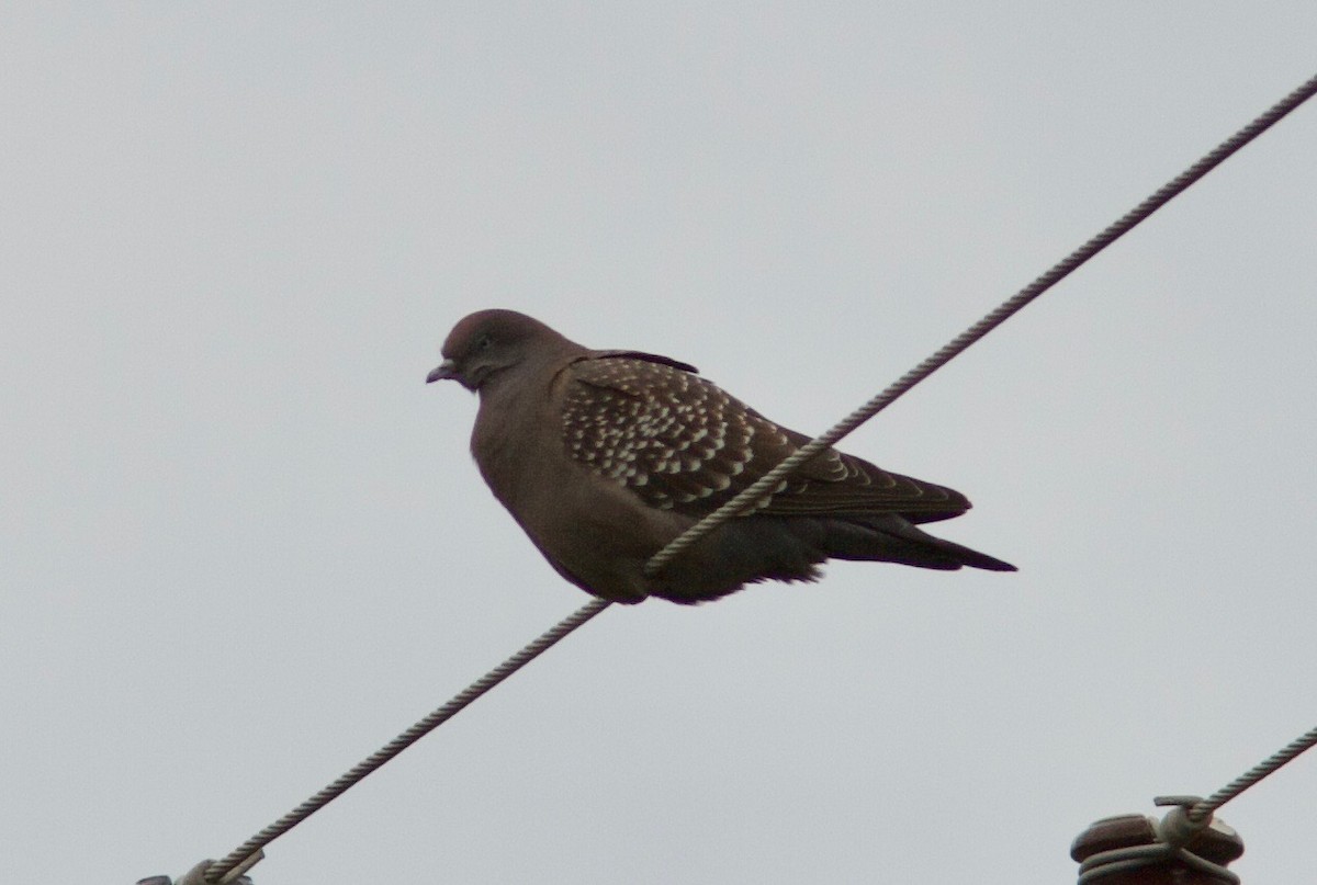 Spot-winged Pigeon (maculosa) - ML204561251