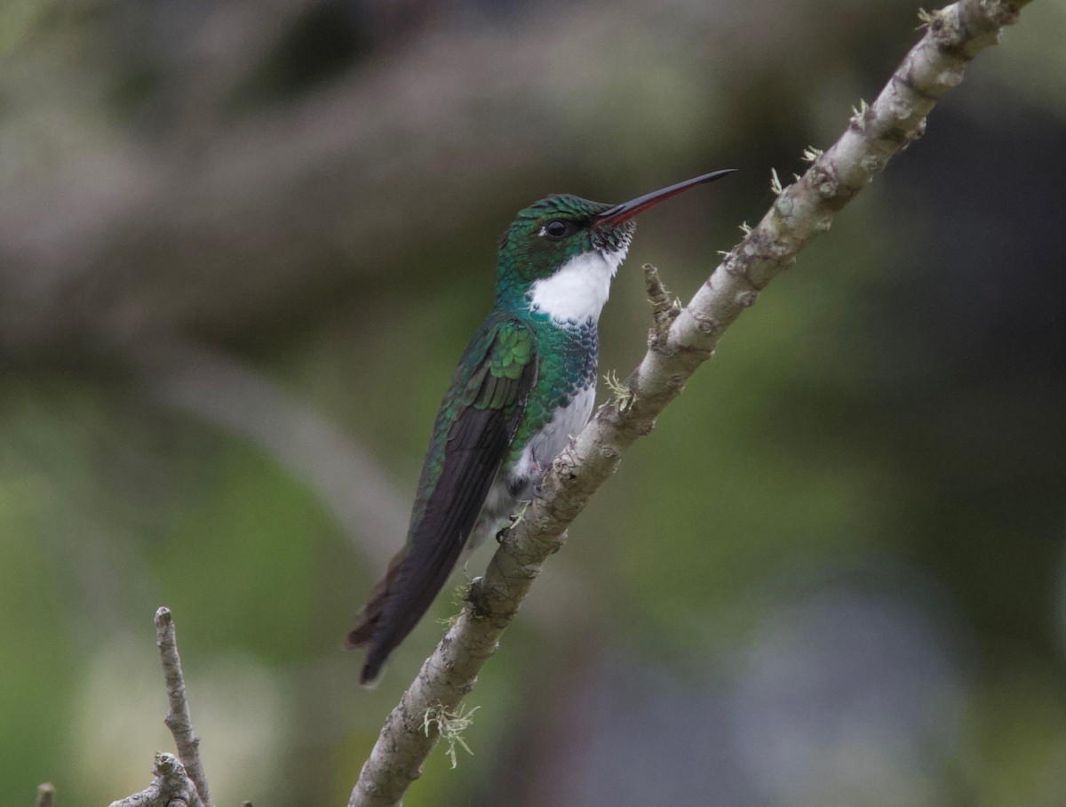 White-throated Hummingbird - Ken Havard