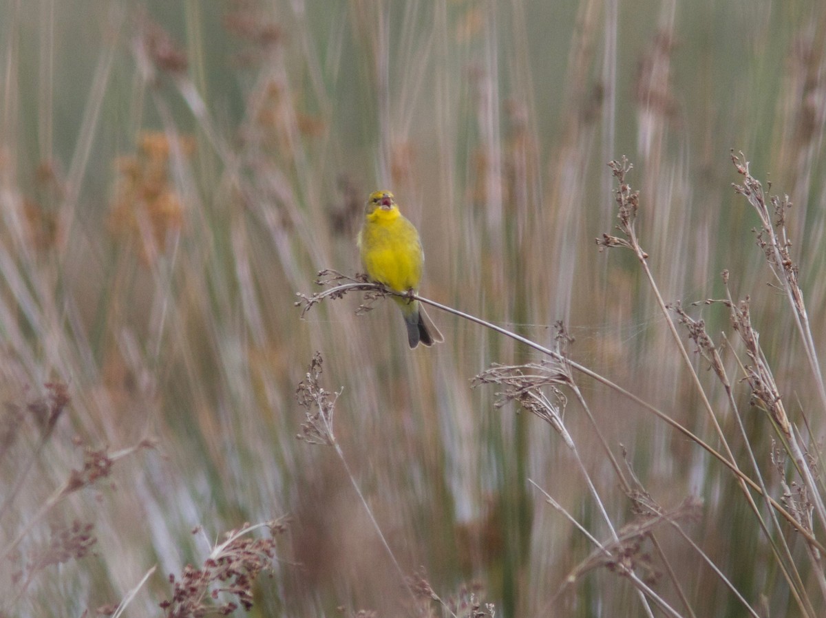 Grassland Yellow-Finch (Grassland) - Ken Havard