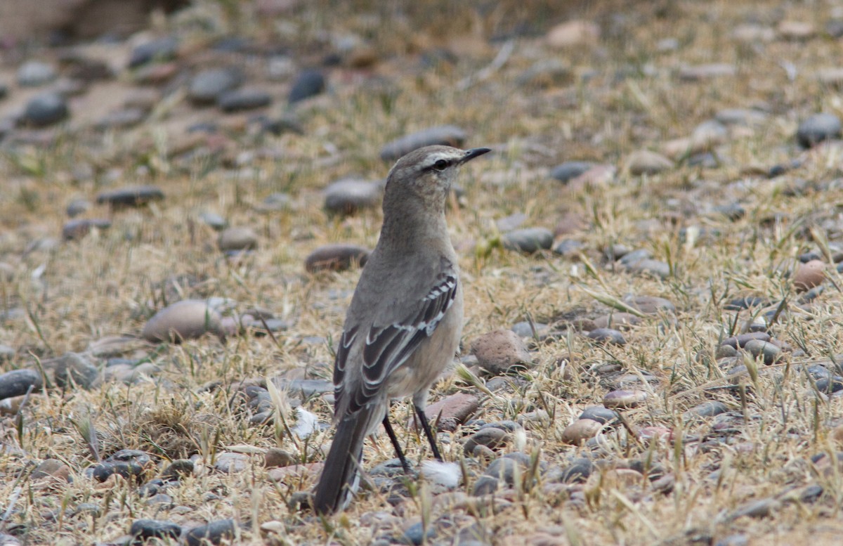 Patagonian Mockingbird - Ken Havard