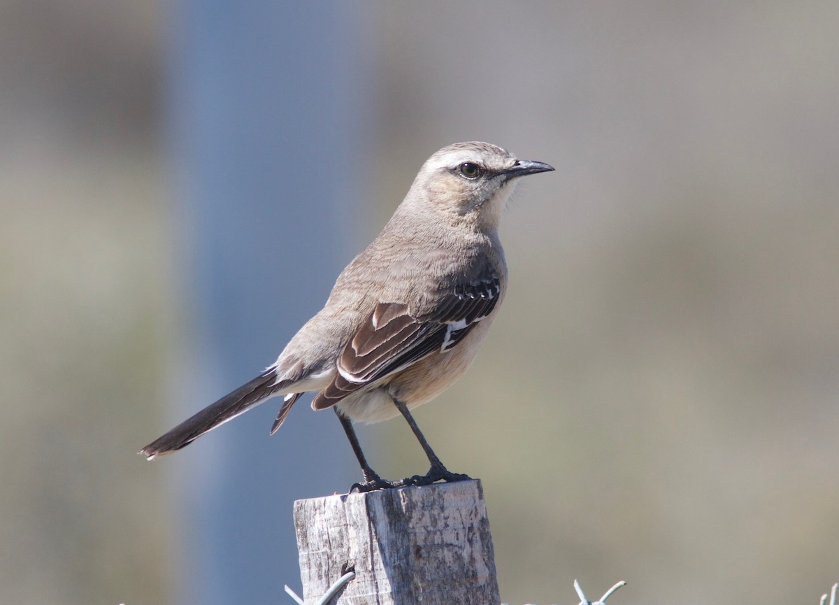 Patagonian Mockingbird - Ken Havard