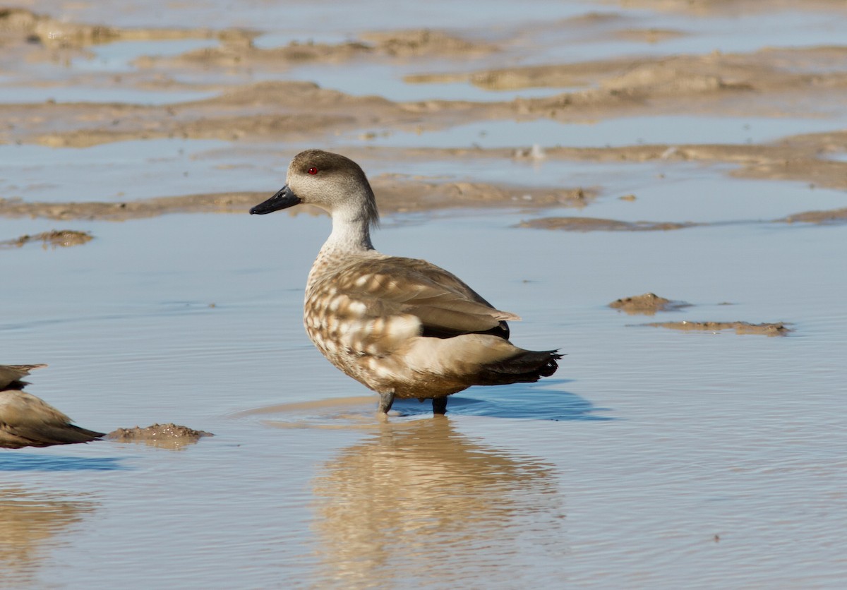 Crested Duck - ML204561601