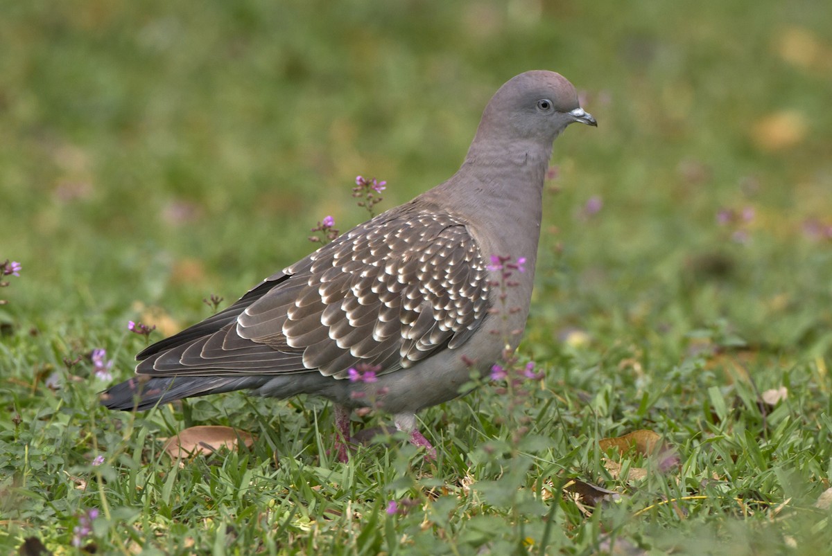 Spot-winged Pigeon (maculosa) - Marco Valentini