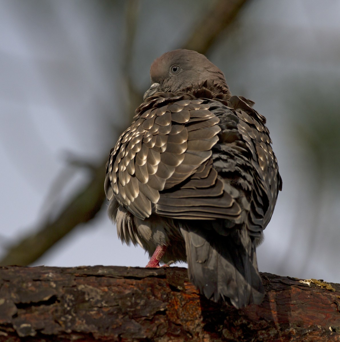 Spot-winged Pigeon (maculosa) - Marco Valentini
