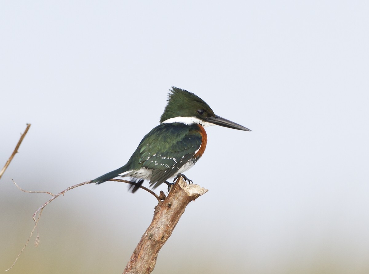 Green Kingfisher - Marco Valentini