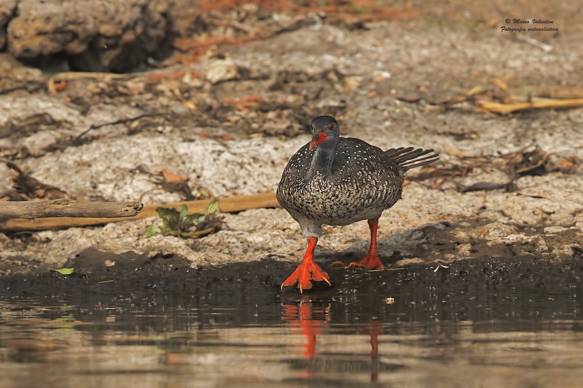 African Finfoot - Marco Valentini