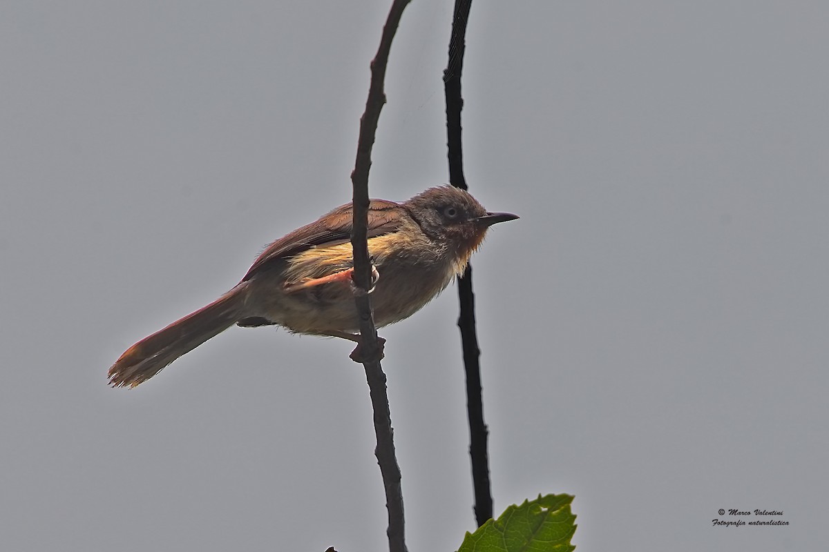 Chestnut-throated Apalis - Marco Valentini