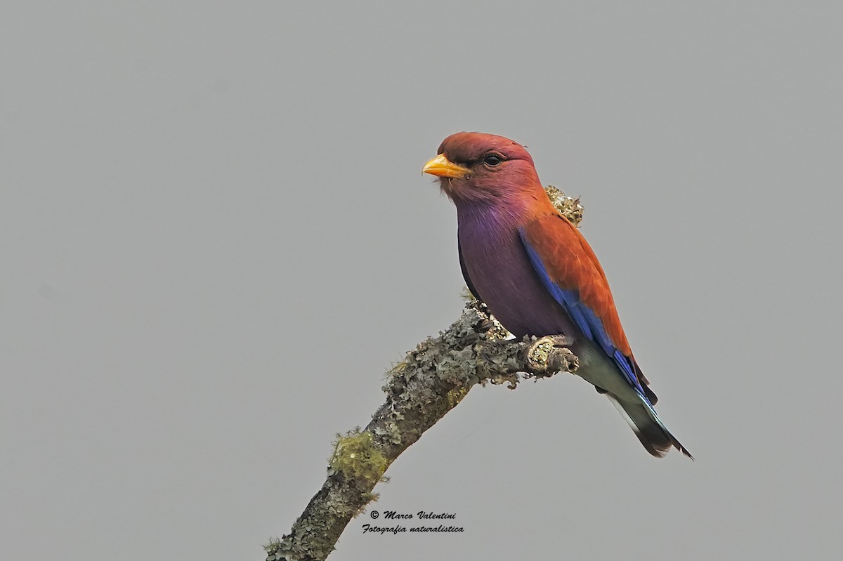 Broad-billed Roller (African) - Marco Valentini
