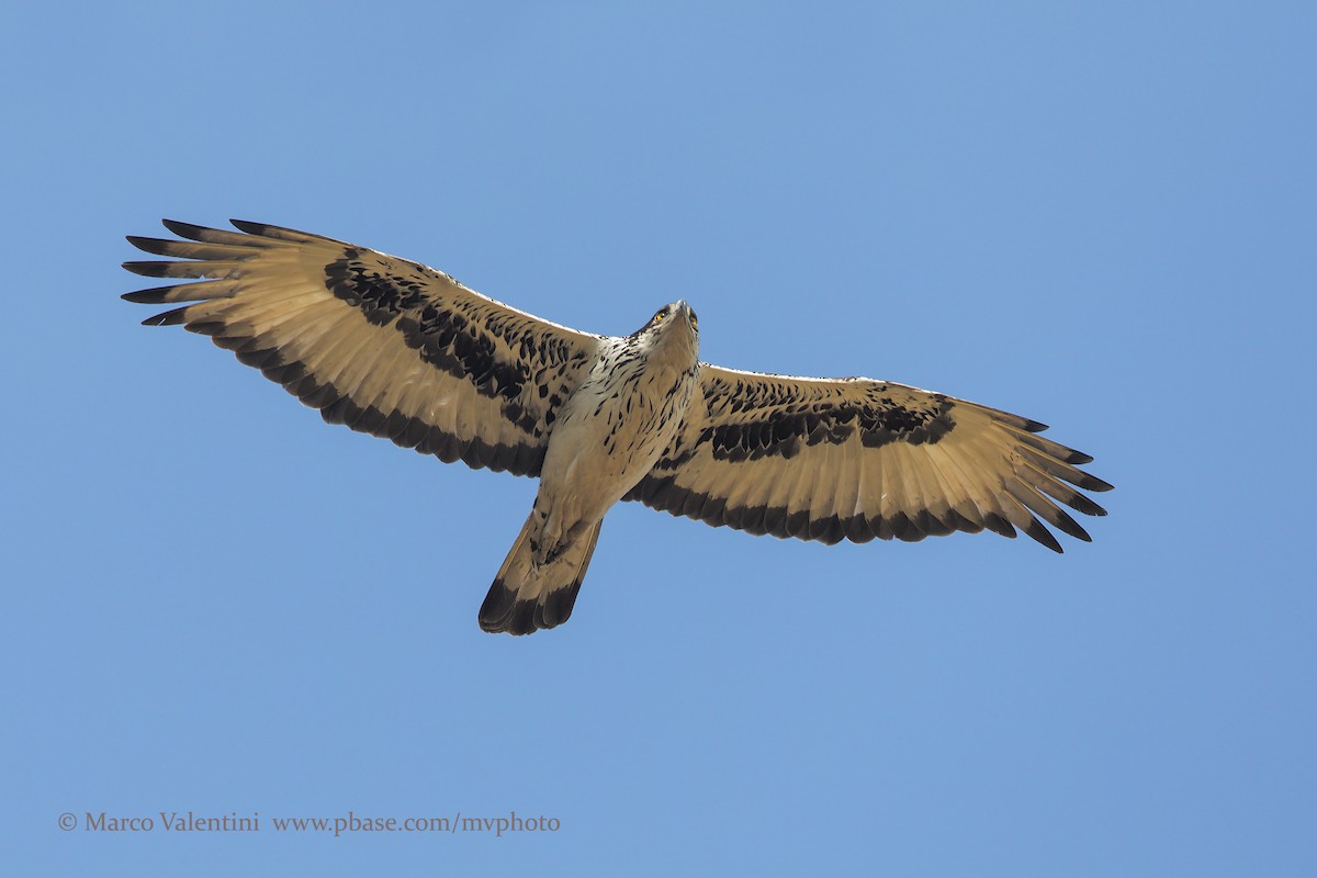 African Hawk-Eagle - Marco Valentini