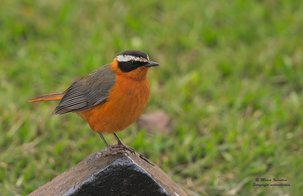 White-browed Robin-Chat - Marco Valentini