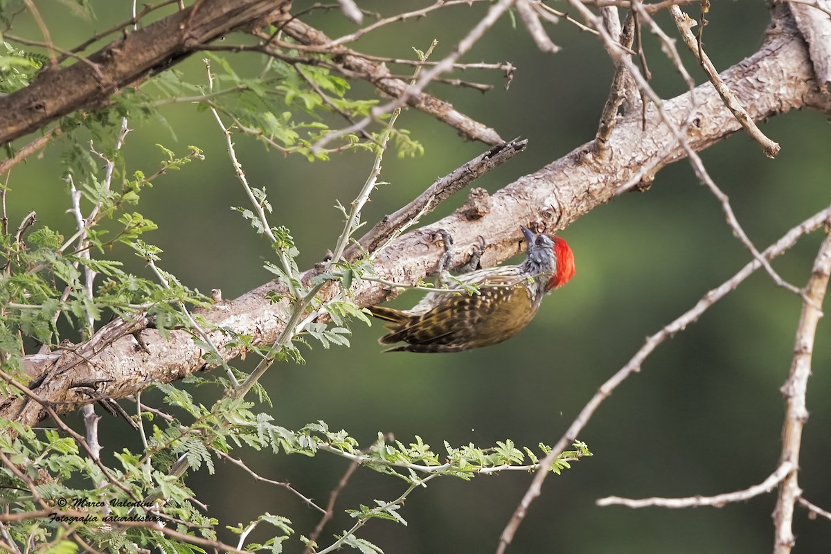 Cardinal Woodpecker - Marco Valentini