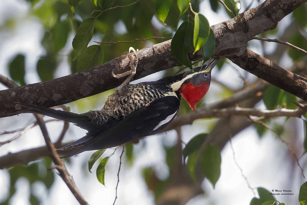 Lineated Woodpecker (Lineated) - Marco Valentini