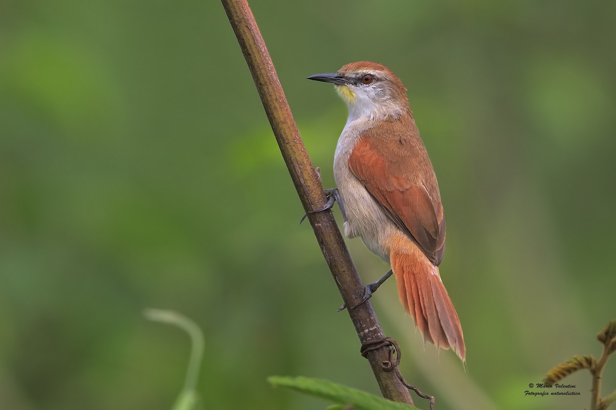 Yellow-chinned Spinetail - ML204562821