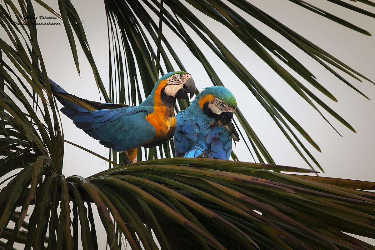 Blue-and-yellow Macaw - Marco Valentini