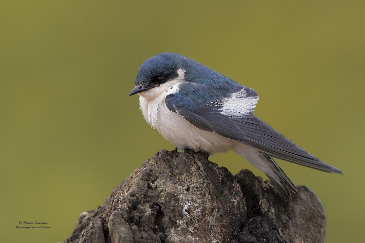White-winged Swallow - ML204563081