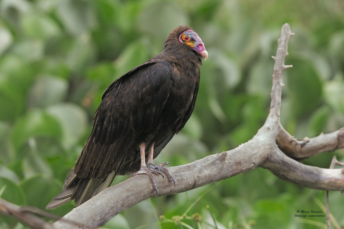 Lesser Yellow-headed Vulture - Marco Valentini
