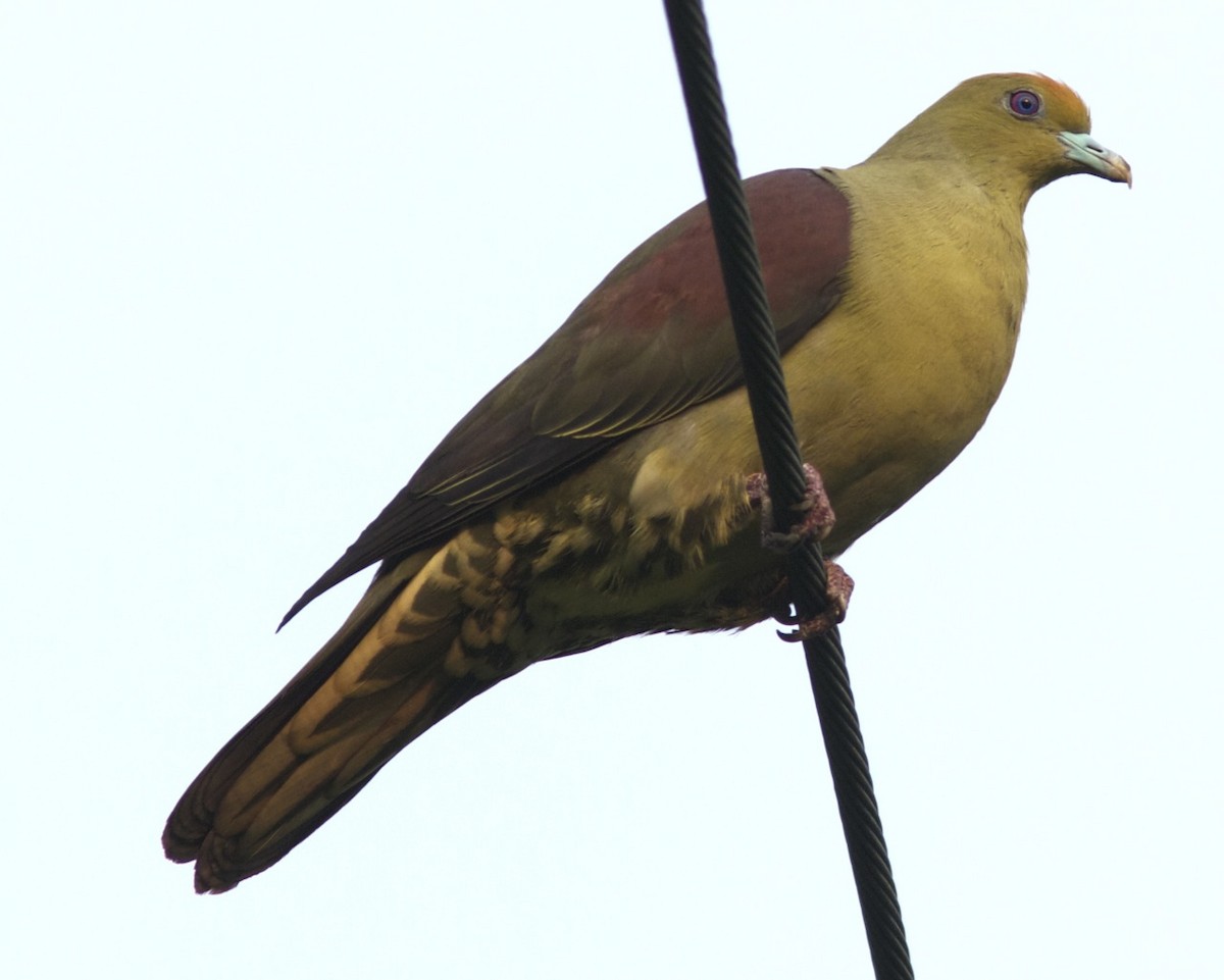 Whistling Green-Pigeon (Taiwan) - Ken Havard