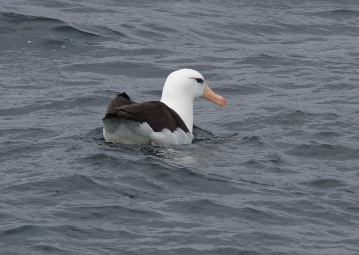 Black-browed Albatross (Black-browed) - ML204563851