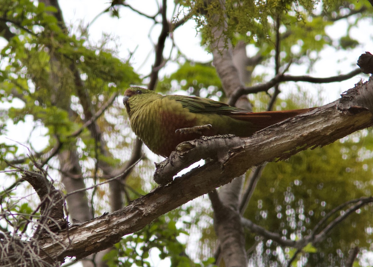 Austral Parakeet - Ken Havard
