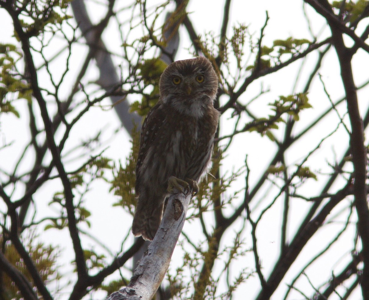 Austral Pygmy-Owl - Ken Havard