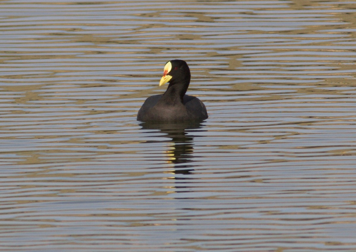 Red-gartered Coot - ML204564051