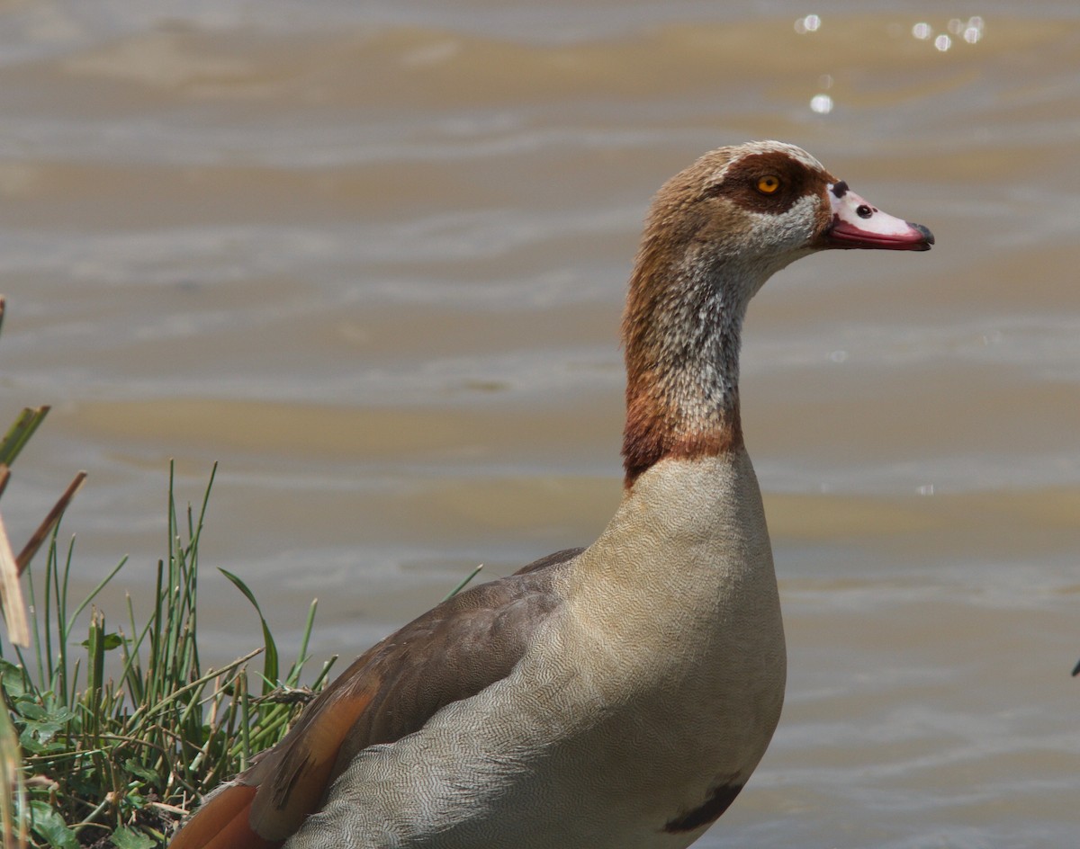 Egyptian Goose - Ken Havard