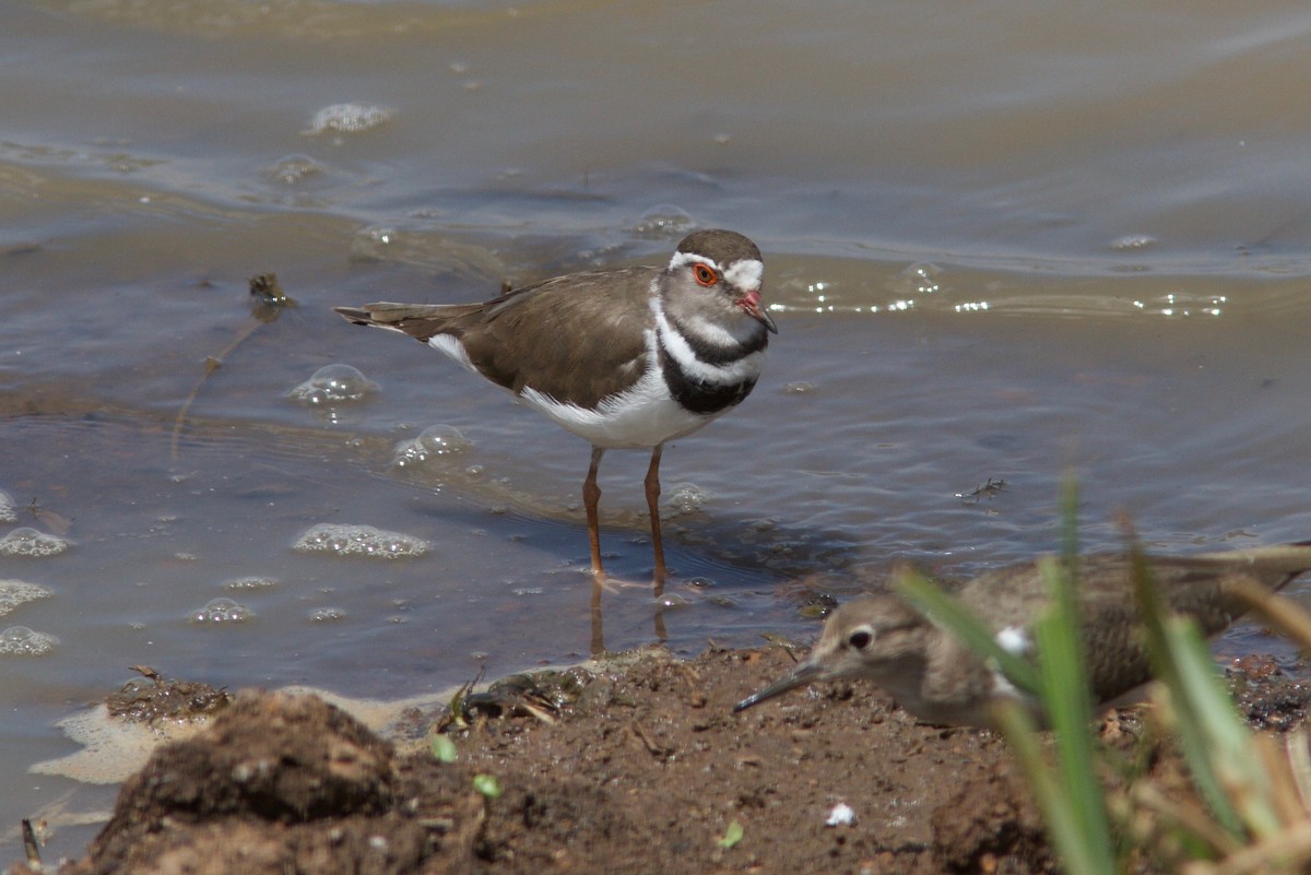 Three-banded Plover (African) - ML204564211