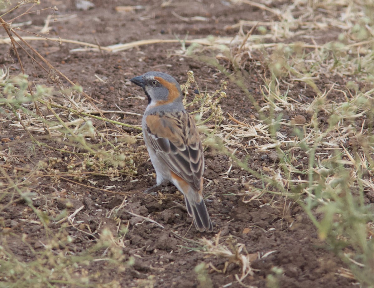 Kenya Rufous Sparrow - Ken Havard
