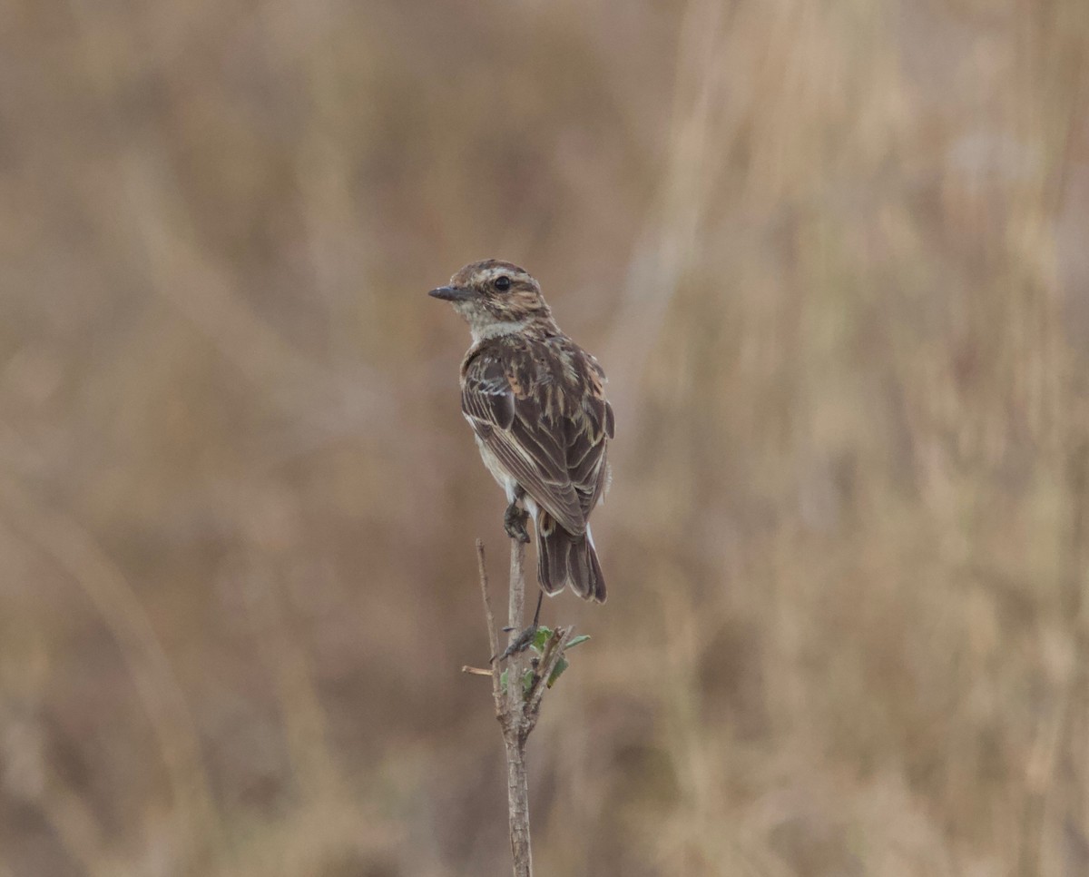 Whinchat - ML204564341