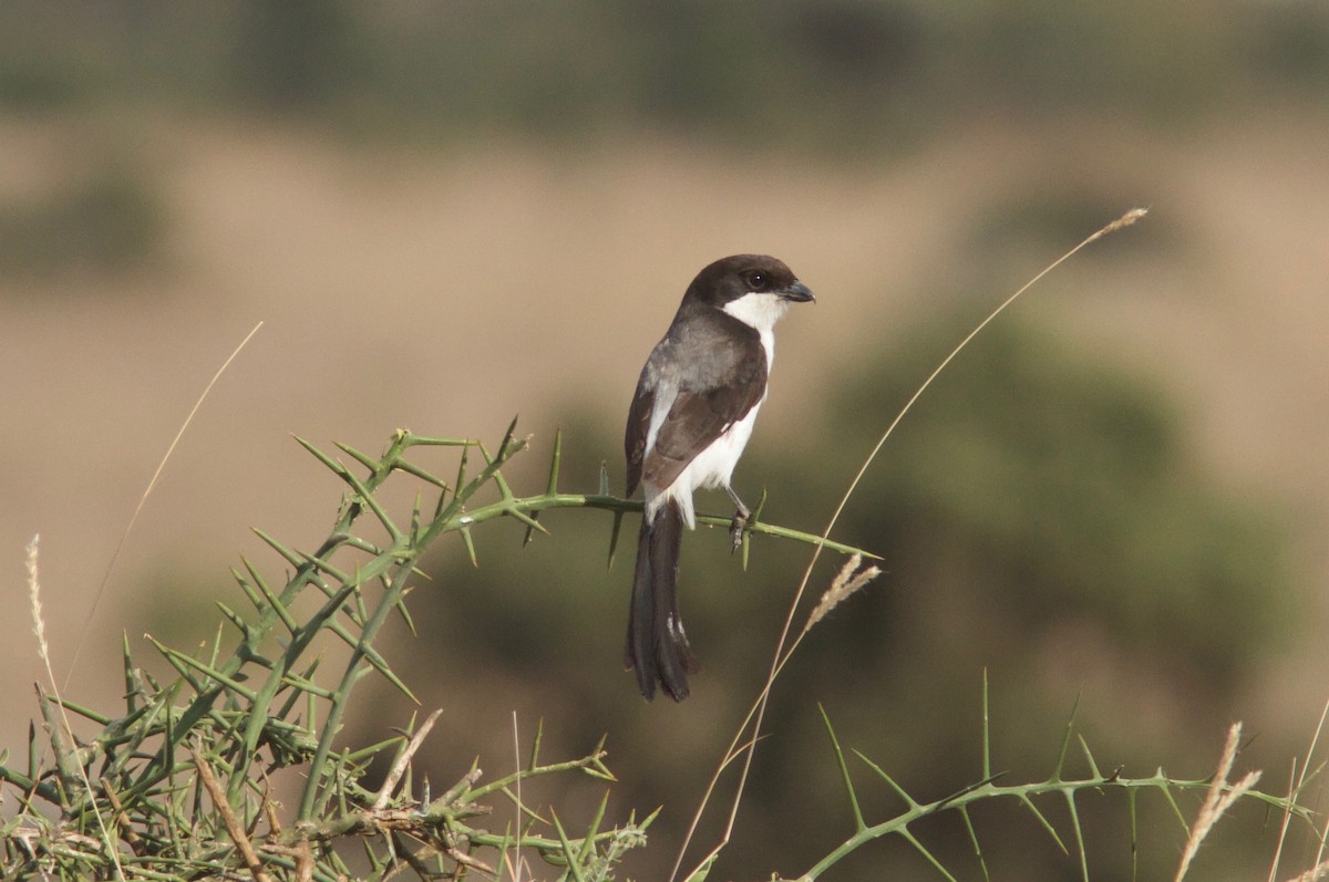 Long-tailed Fiscal - ML204564361