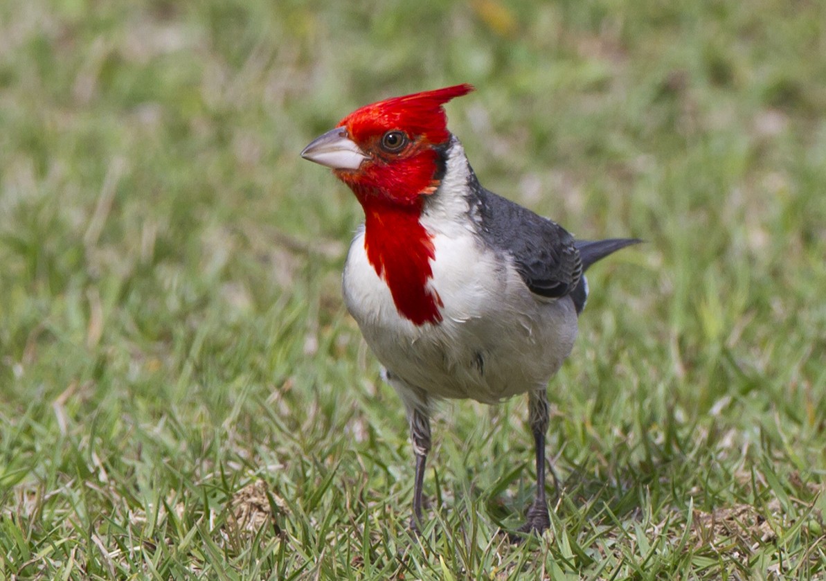 Red-crested Cardinal - Marco Valentini