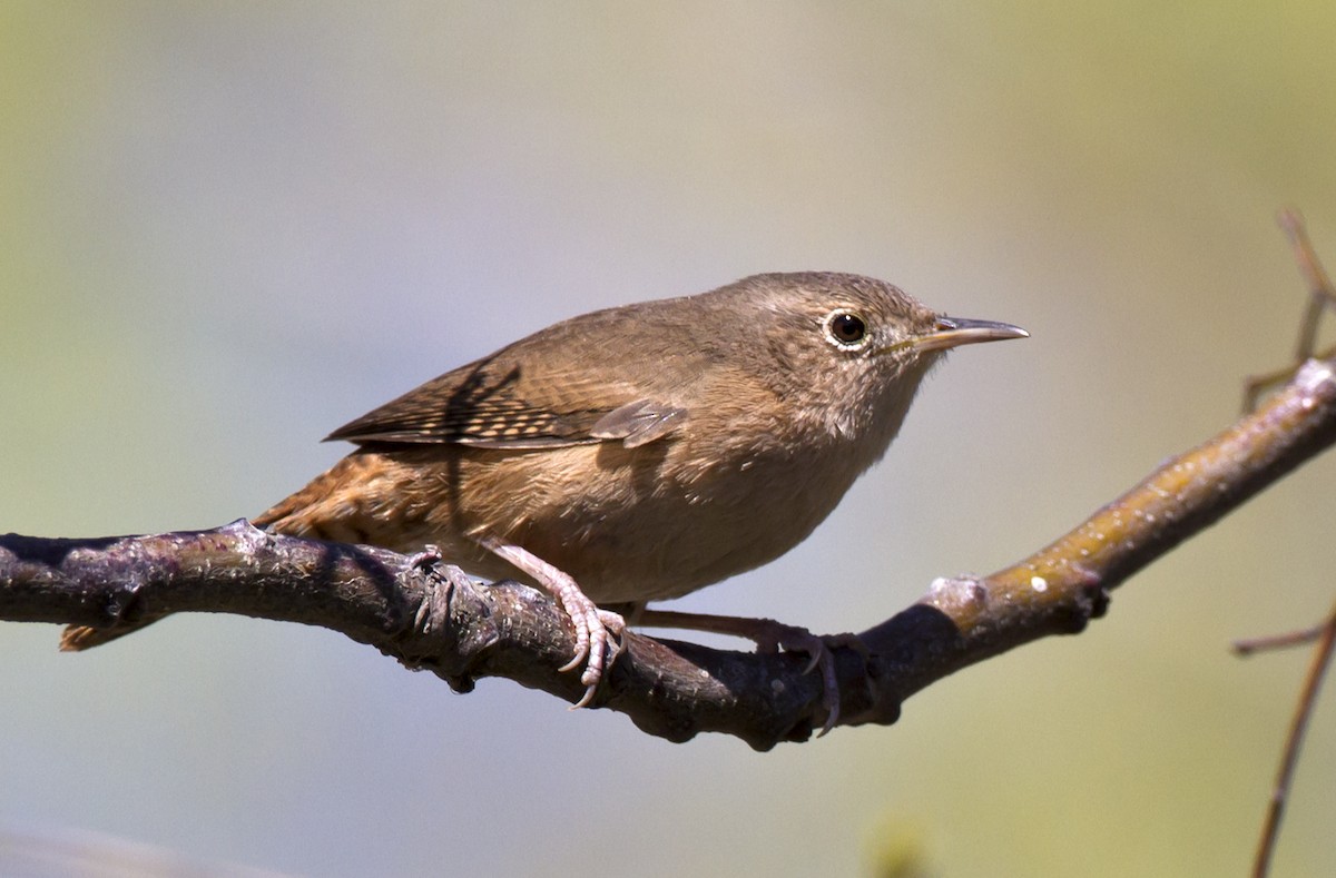 House Wren (Southern) - Marco Valentini
