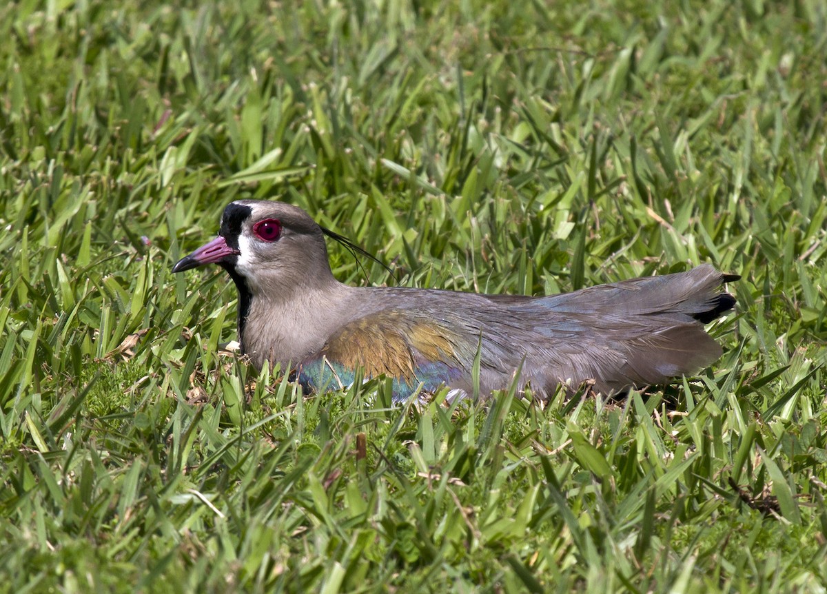 Southern Lapwing - Marco Valentini
