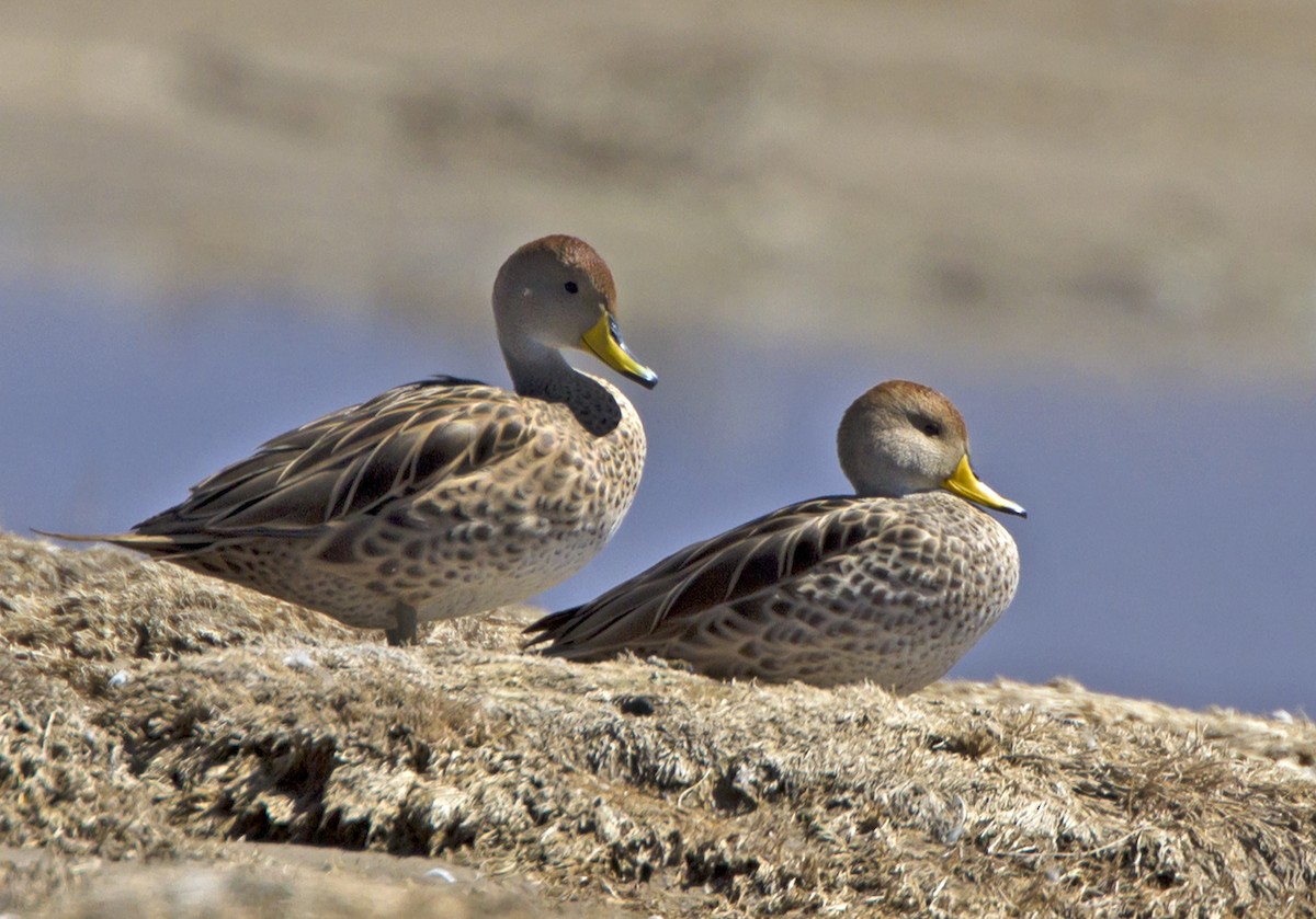 Yellow-billed Pintail - Marco Valentini