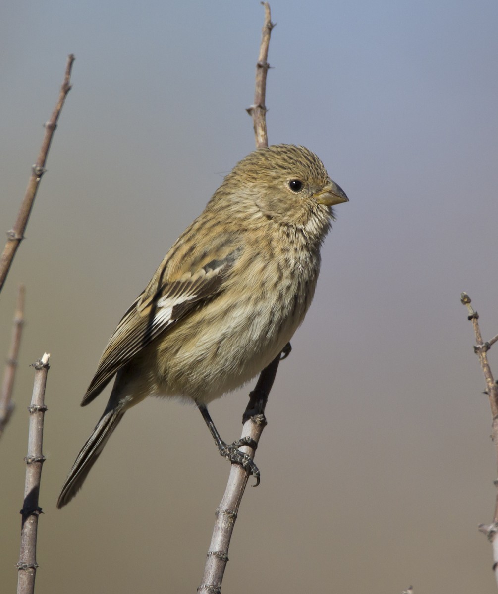 Band-tailed Seedeater - Marco Valentini