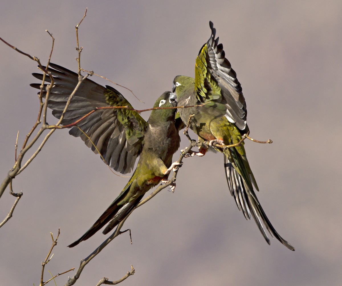 Burrowing Parakeet - Marco Valentini