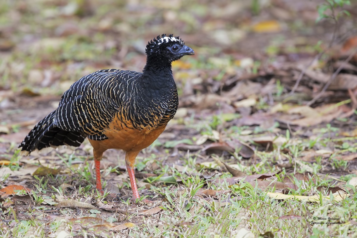 Bare-faced Curassow (Bare-faced) - ML204565051