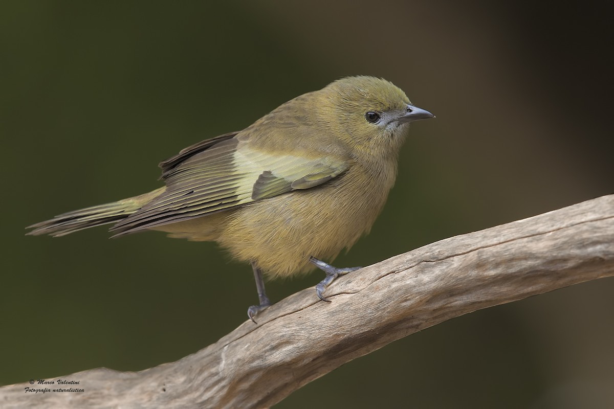 Palm Tanager - Marco Valentini